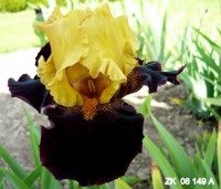 /album/a59/gwiazda-wieczoru-zbigniew-kilimnik-r-2011-jpg/